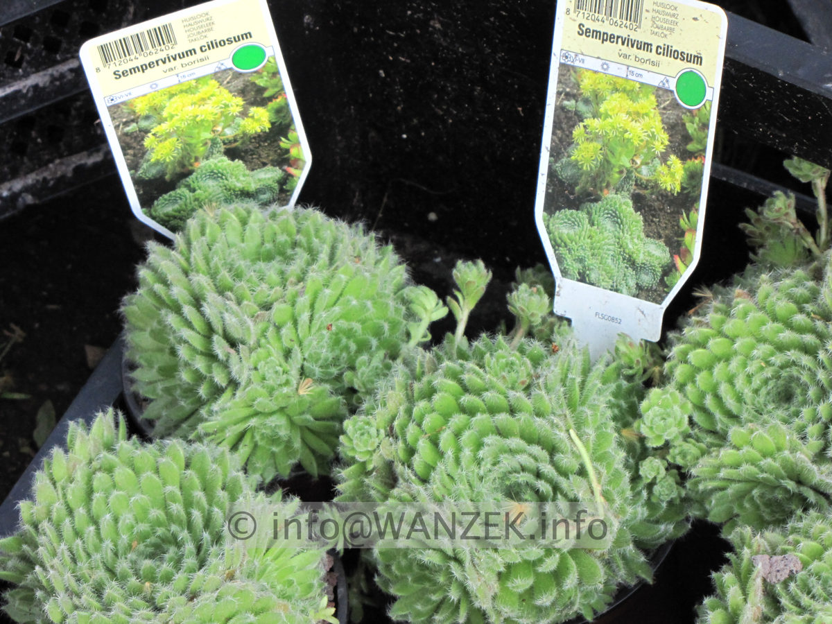 Sempervivum ciliosum.JPG